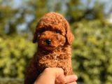 Red Safkan Toy Poodle Bebekler