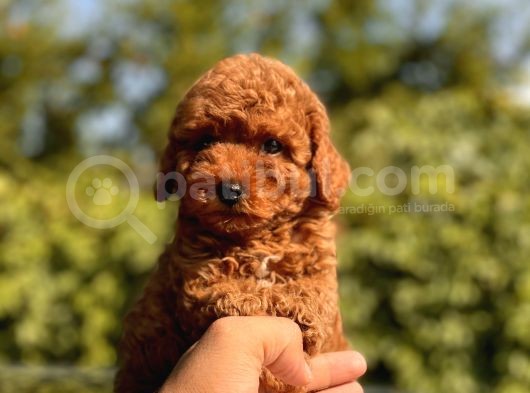 Red Safkan Toy Poodle Bebekler görsel