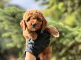 Red Toy Poodle Bebekler