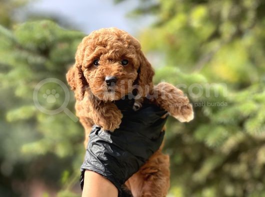Red Toy Poodle Bebekler