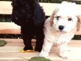 Safkan Toypoodle Irkgaranti̇li̇