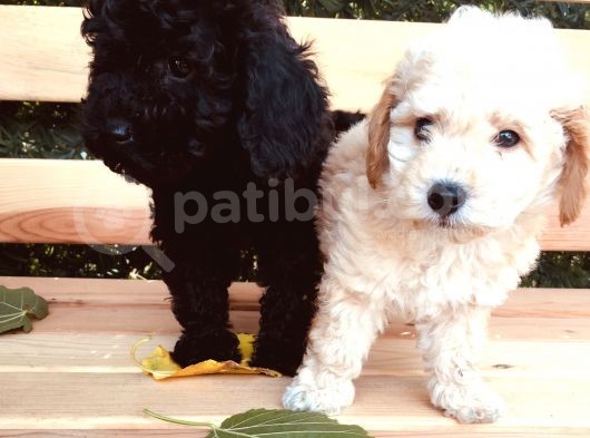 Safkan Toypoodle Irkgaranti̇li̇ görsel