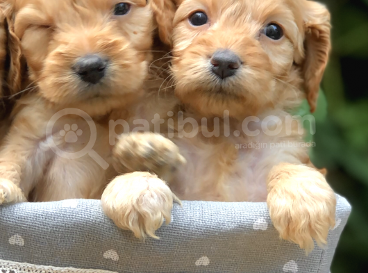 Orjinal Dizayn Irk Maltıpoo Yavrular görsel