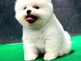 Show Kali̇te Pomerani̇an Boo Yavrular