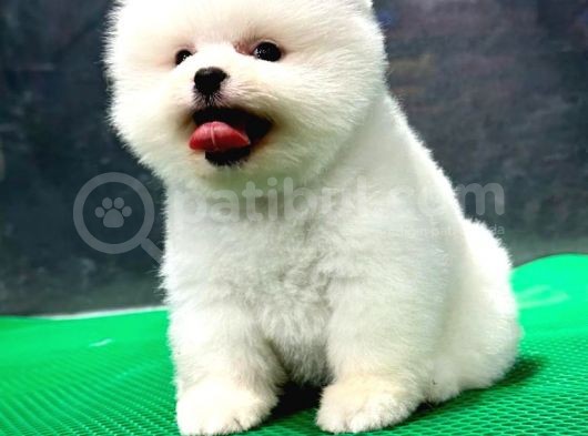 Show Kali̇te Pomerani̇an Boo Yavrular