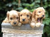 Tr En Özel Maltıpoo Yavruları
