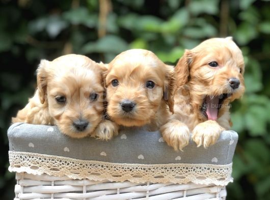 Tr En Özel Maltıpoo Yavruları görsel