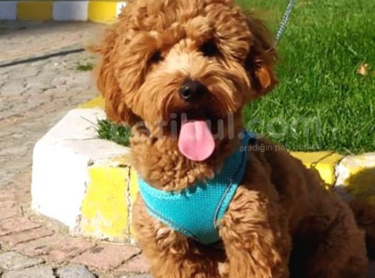 8 Aylık Wc Eğitimli Toy Poodle görsel