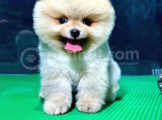 Show Kali̇te Pomerani̇an Boo Yavrular görsel