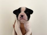 Son Erkek French Buldog