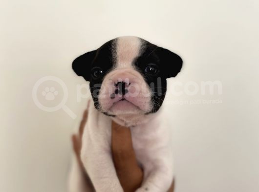 Son Erkek French Buldog görsel