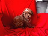 Orji̇nal Toy Poodle Yavrular