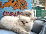 British Longhair Yavrularimiz