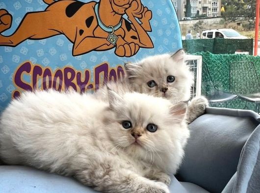 British Longhair Yavrularimiz görsel