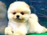 Show Kali̇te Pomerani̇an Boo Yavrular