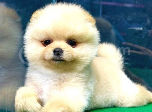 Show Kali̇te Pomerani̇an Boo Yavrular görsel