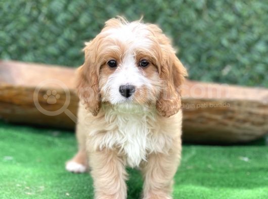 Show Kalite Maltipoo Bebekler