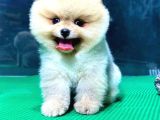 Show Kali̇te Pomerani̇an Boo Yavrular