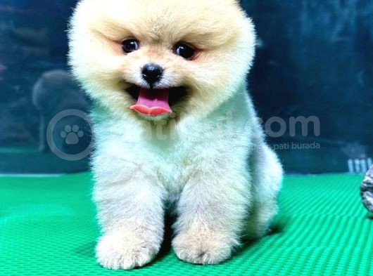 Show Kali̇te Pomerani̇an Boo Yavrular görsel