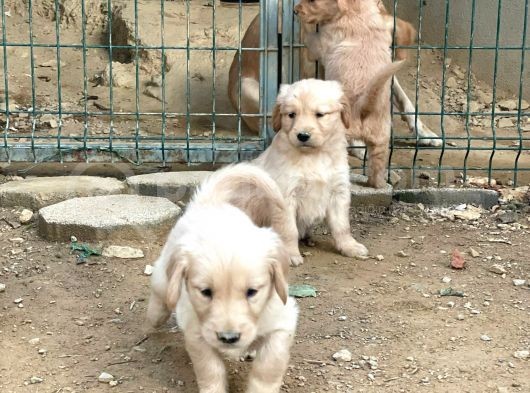 Safkan Golden Retri̇ever görsel