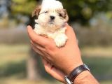 Teacup Shih _Tzu Yavrumuz