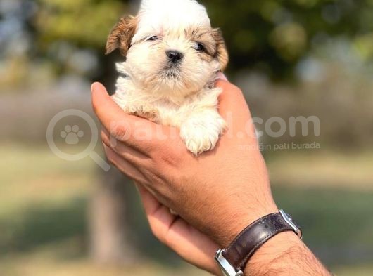 Teacup Shih _Tzu Yavrumuz görsel