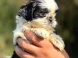 Orjinal Sıfır Burun Shih Tzu
