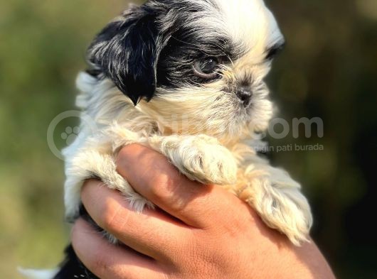 Orjinal Sıfır Burun Shih Tzu