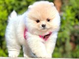 Safkan Teddy Bear Pomeranian Boo Yavrularımız
