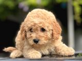 Sevi̇mli̇ Toy Poodle Bebekler