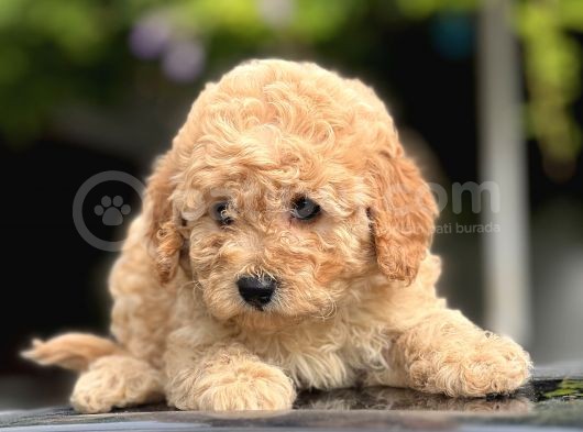 Sevi̇mli̇ Toy Poodle Bebekler