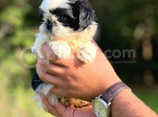 Orjinal Sıfır Burun Shih Tzu görsel