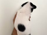Son Erkek French Buldog