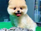 Show Kali̇te Pomerani̇an Boo Yavrular