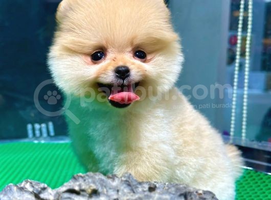 Show Kali̇te Pomerani̇an Boo Yavrular görsel