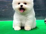 Show Kali̇te Pomerani̇an Boo Yavrular