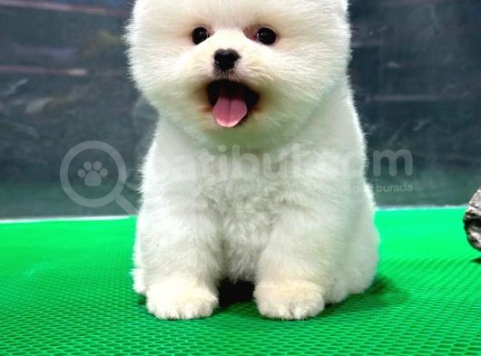 Show Kali̇te Pomerani̇an Boo Yavrular görsel