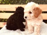 Safkan Toypoodle Irkgaranti̇li̇