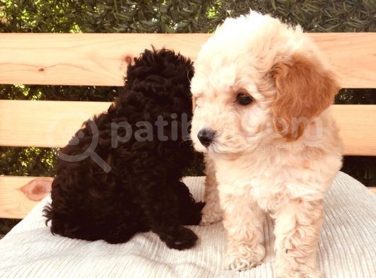 Safkan Toypoodle Irkgaranti̇li̇ görsel