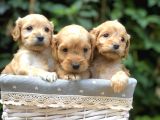 Tr En Özel Maltıpoo Yavruları