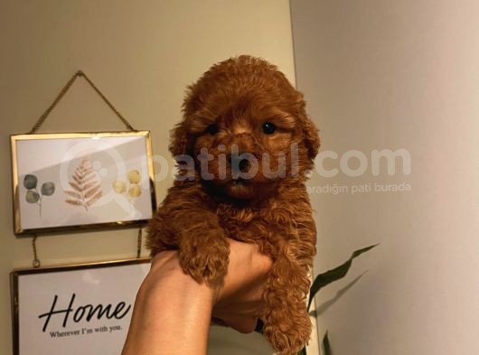 Red Brown Toypoodle Bebekler görsel