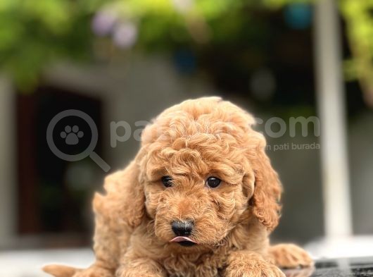 Sevi̇mli̇ Toy Poodle Bebekler görsel