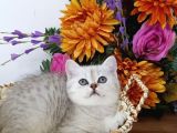 A Kalite Bri̇ti̇sh Longhai̇r Yavrular