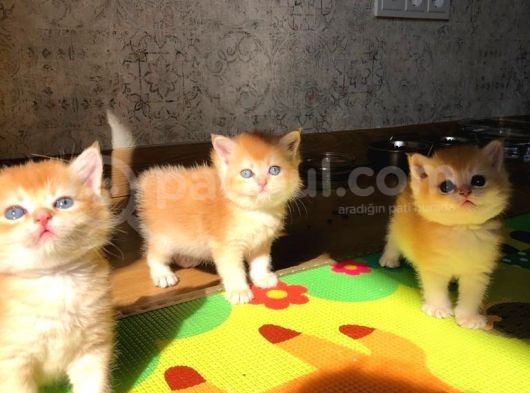 A Kalite Bri̇ti̇sh Shorthai̇r Yavrular görsel