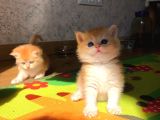 A Kalite Bri̇ti̇sh Shorthai̇r Yavrular