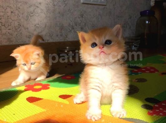 A Kalite Bri̇ti̇sh Shorthai̇r Yavrular görsel
