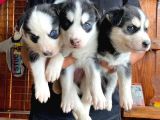 Husky Si̇bi̇rya Kurdu Bebekler Irk Garanti̇li̇