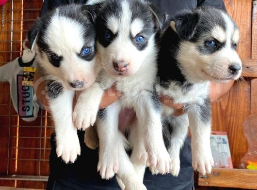 Husky Si̇bi̇rya Kurdu Bebekler Irk Garanti̇li̇ görsel
