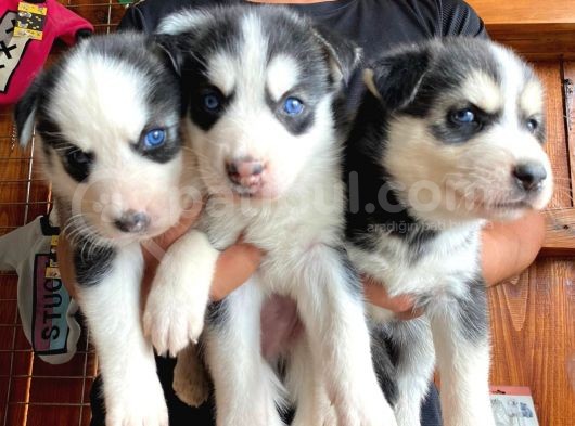 Husky Si̇bi̇rya Kurdu Bebekler Irk Garanti̇li̇ görsel