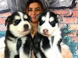 Husky Si̇bi̇rya Kurdu Bebekler Irk Garanti̇li̇